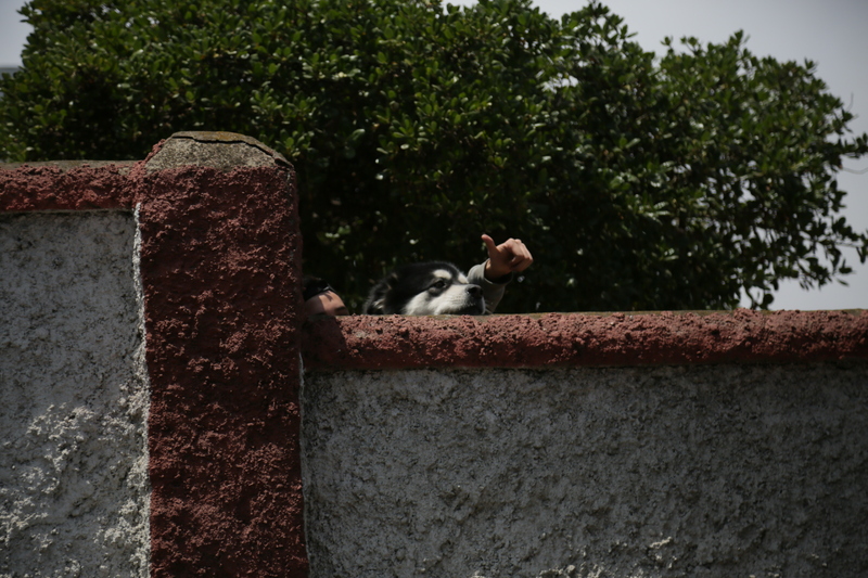Joven y perro mirando marcha en Cartagena